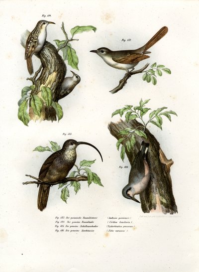 Treecreeper by German School